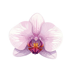 Single Orchid Flower Isolated on Transparent Background – Watercolour Illustration