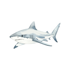 Shark Isolated on Transparent Background – Watercolour Illustration