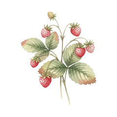 Strawberry Plant Isolated on Transparent Background – Watercolour Illustration