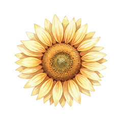 Sunflower Isolated on Transparent Background &ndash; Watercolour Illustration