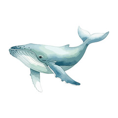 Whale Isolated on Transparent Background – Watercolour Illustration