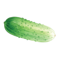 Fresh cucumber Isolated on Transparent Background – Watercolour Illustration