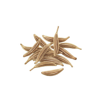 Fresh cumin seeds Isolated on Transparent Background &ndash; Watercolour Illustration