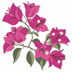 seamless pattern with pink flowers bougainvillea