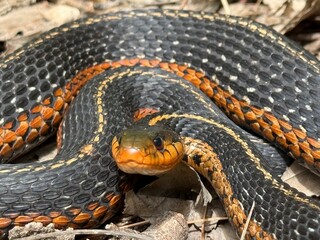 eastern garter snake (Thamnophis sirtalis sirtalis)