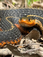 eastern garter snake (Thamnophis sirtalis sirtalis)
