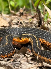 Fototapeta premium eastern garter snake (Thamnophis sirtalis sirtalis)