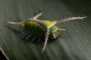 macrofotografia lagarta em folha verde - nome científico Parasa cf. flora