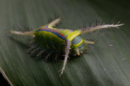 macrofotografia lagarta em folha verde - nome cient&iacute;fico Parasa cf. flora