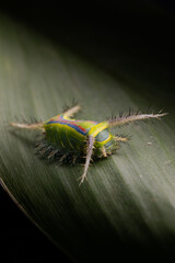macrofotografia lagarta em folha verde - nome científico Parasa cf. flora