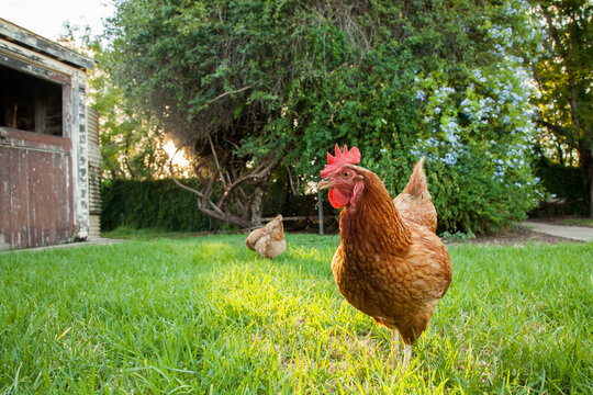 Free range isa brown hen standing on homestead lawn