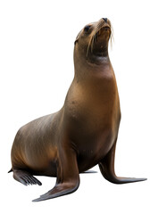 Naklejka premium Isolated Brown Seal Animal Transparent Background Adobe Stock Photo