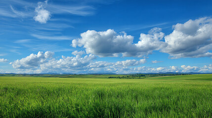 Obraz premium Vast Green Field Under Blue Sky with Fluffy Clouds – Scenic Landscape