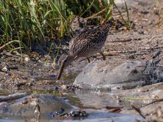 An adult Short-billed Dowitcher at the water's edge next to Horseshoe Crabs, and actively feeding on their recently laid eggs