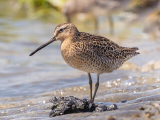 A close up of a Short-billed Dowitcher, moulting in to alternate, summer plumage, standing on the...