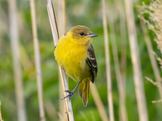 A female Orchard Oriole perched on the stem of a dried reed and showing its bright yellow coloring