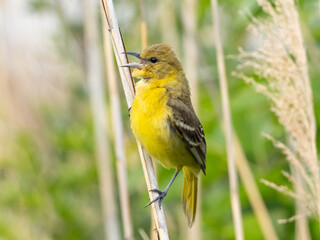 A female Orchard Oriole in full song while perched on the stem of a dried reed and showing its...