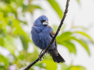 An adult male Blue Grosbeak perched up on a narrow twig and showing water droplets on its feathers after a shower