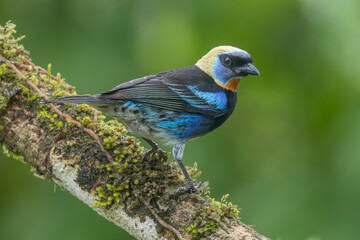 Golden-hooded Tanager in moss on a tree Costa Rica