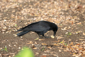 Obraz premium 地面に降りてエサを食べるカラス