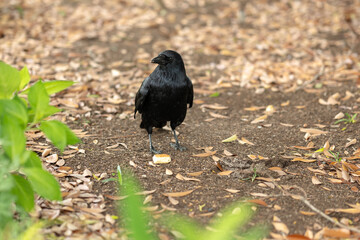 地面に降りたカラス