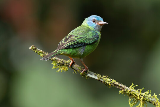 Female Blue Dacnis in Costa Rica
