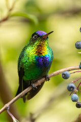 Fiery-throat Hummingbird in Costa Rica