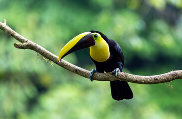 Chectnut-mandibled Toucan in Costa Rica