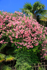 Oleander (Nerium oleander) Zierpflanze mit vielen Blüten, Mediterran 