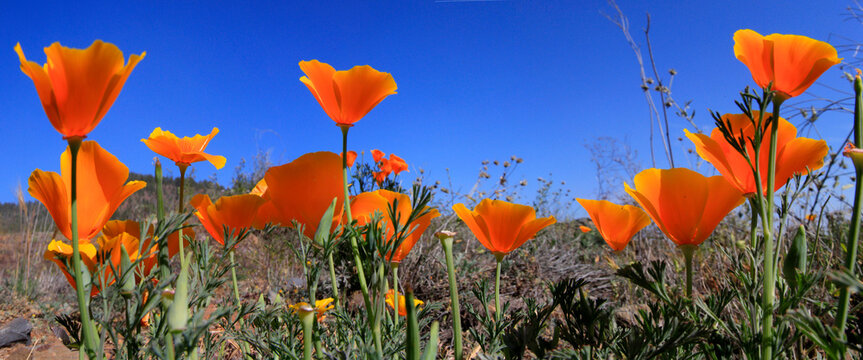 Kalifornische Mohn (Eschscholzia californica) auch Goldmohn, Kappenmohn, Panorama 