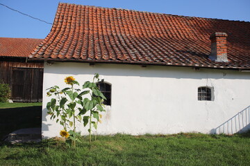 Rural scene with sunflowers growing in front of a white-painted building topped with a red tile roof, Poland