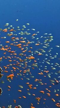 Lyretail anthias (Pseudanthias squamipinnis)Taking in Red Sea, Egypt.