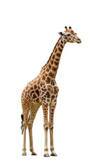 Naklejka premium Tall Standing Giraffe Isolated On Transparent Background Photo