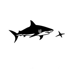 shark vector illustration