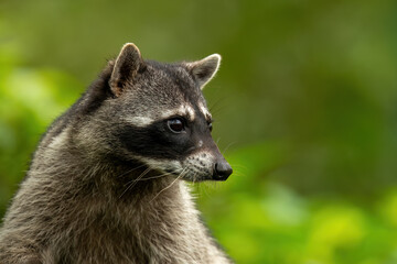 Cute raccoon portrait in the forest