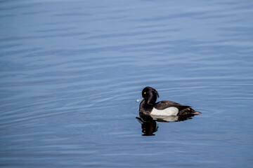 A black and white tufted duck with a yellow eye swims on the blue smooth surface of the water, reflecting in it.