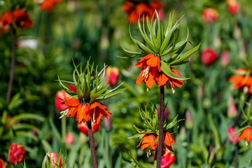 Orange flowers of the imperial fritillary with a green crown of leaves bloom in a sunny garden.