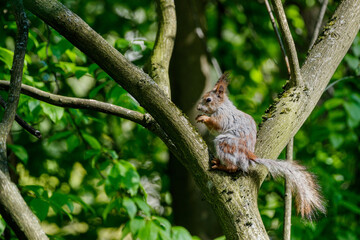 A squirrel in the process of seasonal molting, with a noticeably changing coloration, gnaws on a nut on a tree trunk.
