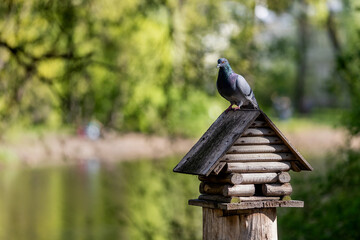 A gray pigeon with an iridescent neck sits on the roof of a wooden bird feeder in a sunny park.