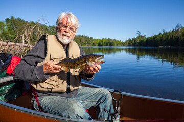 Senior fisherman in a canoe holds up a nice walleye on a northern Minnesota lake during spring