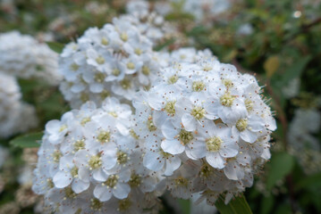 純白の小さな花びらが美しいコデマリ　滋賀県大津市衣川緑地公園
