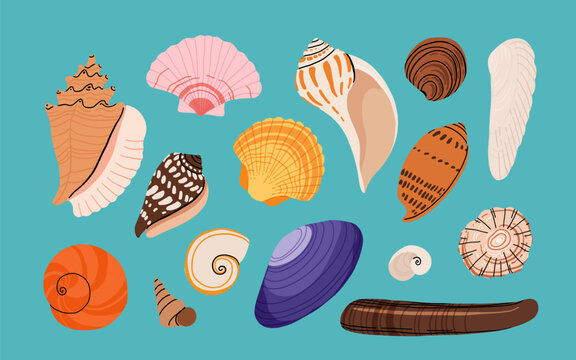 Sea shell cartoon set. Ocean exotic underwater seashell conch aquatic mollusk, sea spiral snail collection. Tropical beach shells. Modern flat style isolated on white background. Vector illustration
