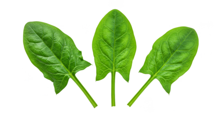 Isolated Green Spinach Leaf Fresh Food Vegetable Transparent PNG