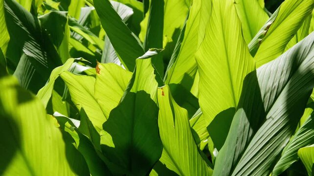 Green turmeric plants on the plantation move in the wind