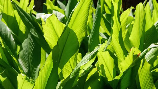 Green turmeric plants on the plantation move in the wind