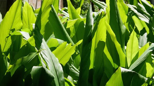 Green turmeric plants on the plantation move in the wind
