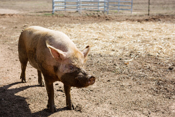 Pig half covered in mud on a farm