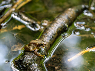 Close-Up of a Common Frog (Rana temporaria) Sitting on a Branch in a Moorland Pond