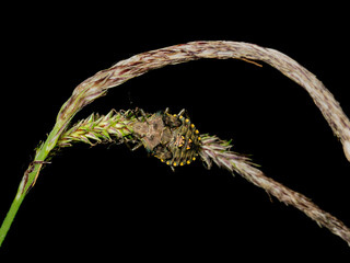 Brown Marmorated Stink Bug Nymph (Halyomorpha halys) Climbing on Grass