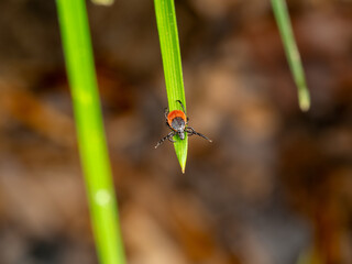 Macro Shot of an Adult Sheep Tick (Ixodes ricinus) on Green Grass Blade